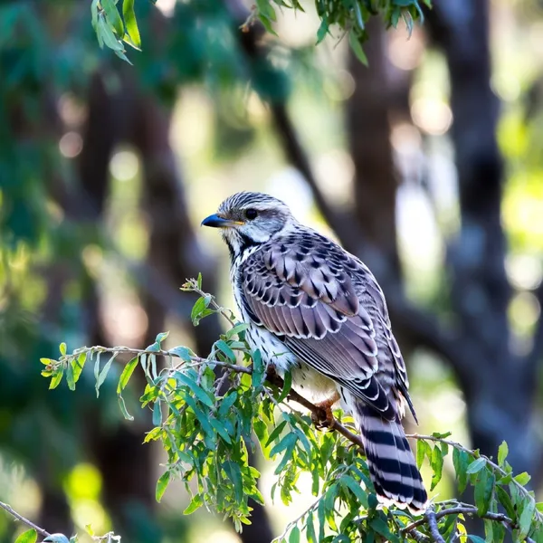 Fête de la nature - La nature c'est tout un art : Les oiseaux chantent, l'homme compose !