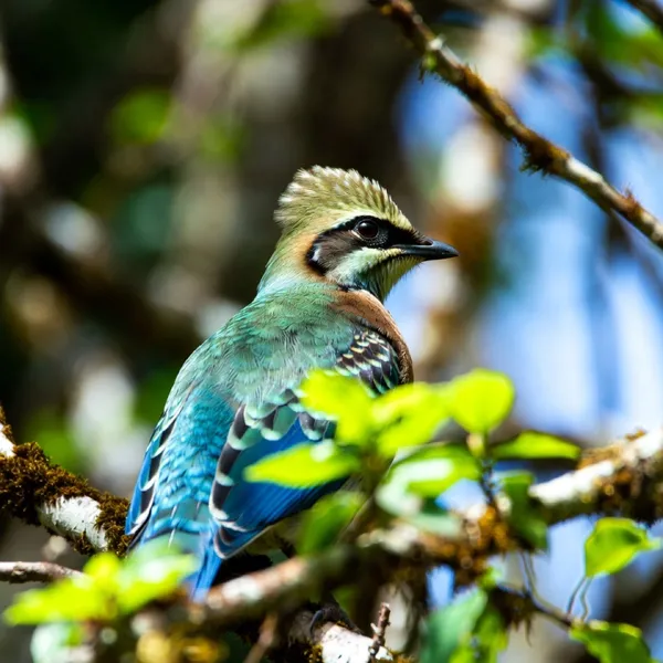 Scènes de Pays : Jouer le Jeu | Cie Anima Motrix et Cie de l'Oiseau Mouche