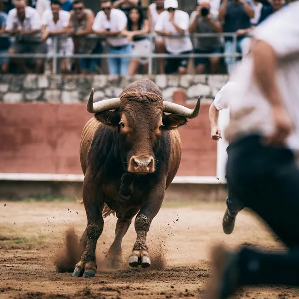 TORO PISCINE