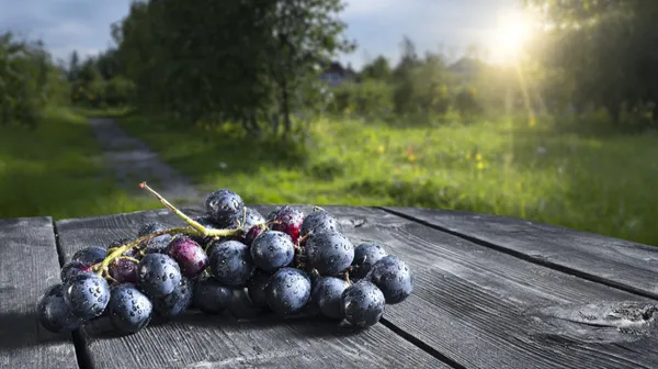 Sur les pas du vigneron