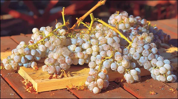 Vignobles en scène - Bulles & Gourmandises chez le vigneron