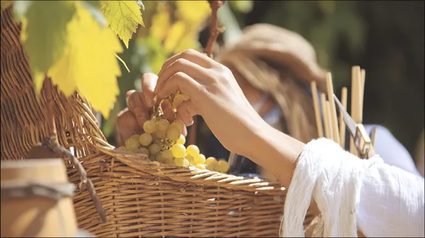 Pique-Nique Vigneron au Domaine l'Ancienne École