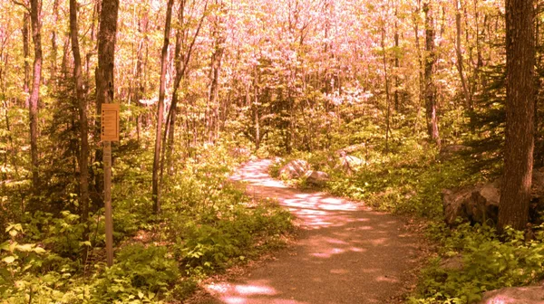 Rando'Ânes au Bois de Cise