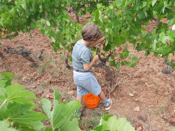 DE FERME EN FERME - NARBONNAIS, CORBIERES-MINERVOIS - CHÂTEAU DE SAINT ESTÈVE