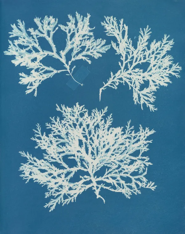 RENDEZ-VOUS A L'OFFICE : ATELIER CYANOTYPE