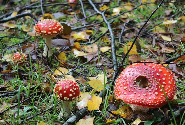 Exposition de champignons