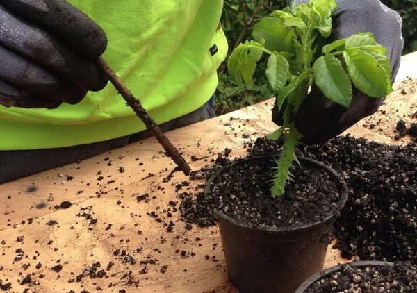 Événement Nature & Vous - Multiplier ses plantes, c'est facile !