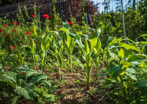 Événement Nature & Vous - Secrets et astuces d'un potager au naturel