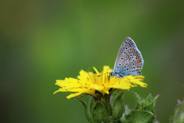 Sortie nature | Ca bourdonne ou ça papillone à St Leu !
