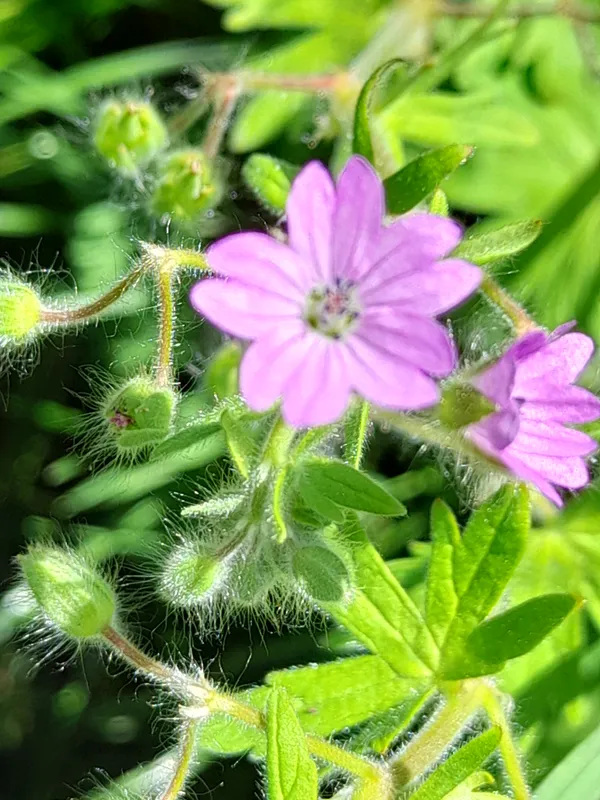 Les balades de l'été : petites histoires de plantes