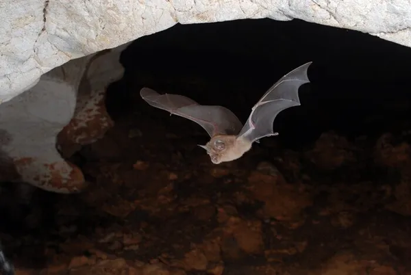 Les chauves-souris à Vitrolles