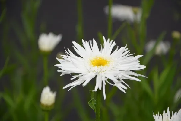 Atelier "Plantes comestibles"