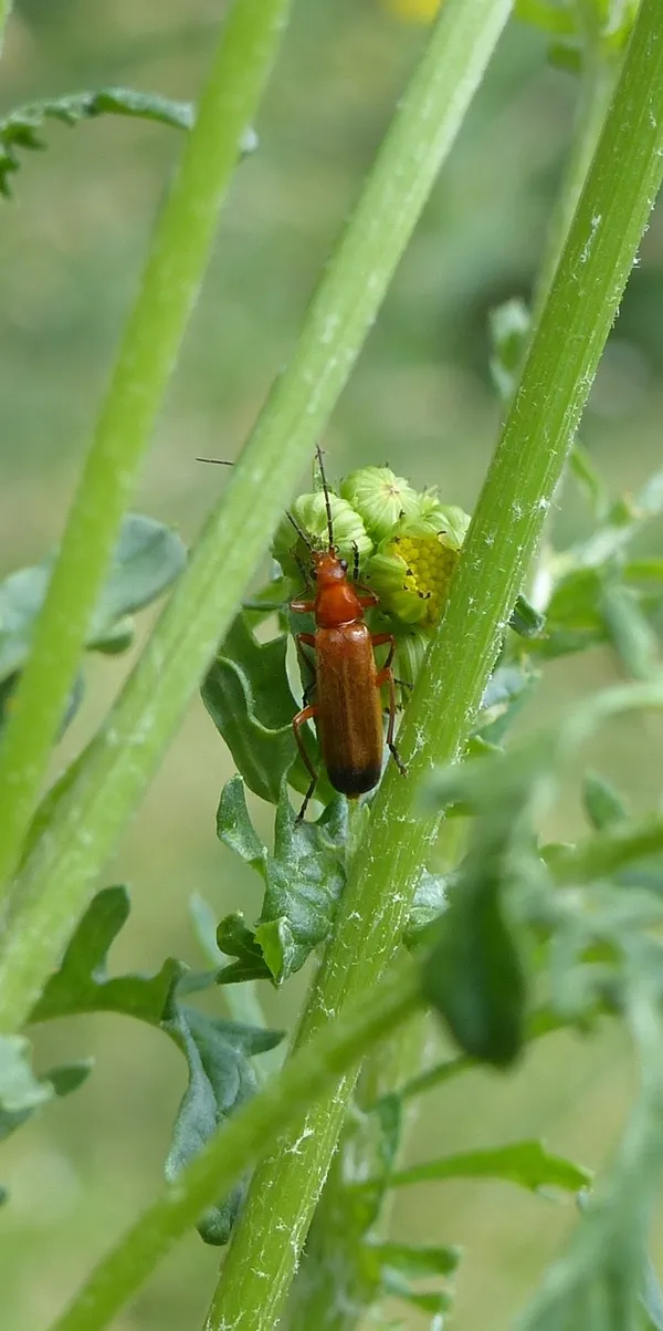 Sur les traces des insectes de Combleux