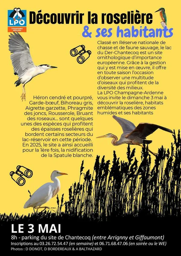 Découvrir la roselière et ses habitants