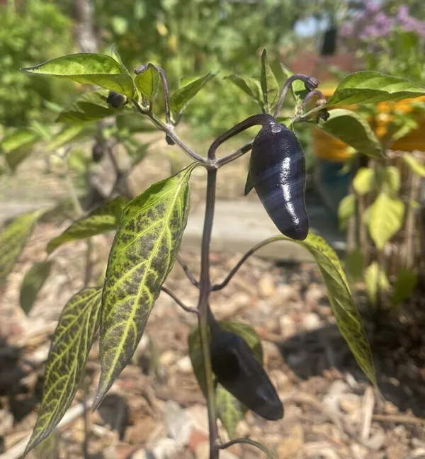 Les pouvoirs du piment