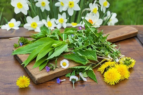 Atelier « Cuisine sauvage »