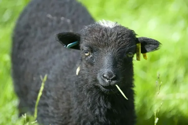 Tonte des moutons