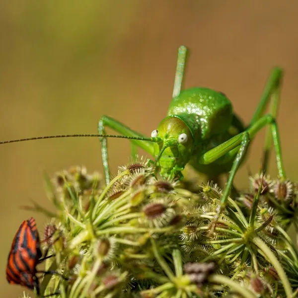 A la découverte des insectes