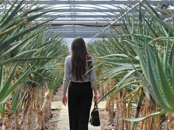 Découverte de l'aloe arborescens