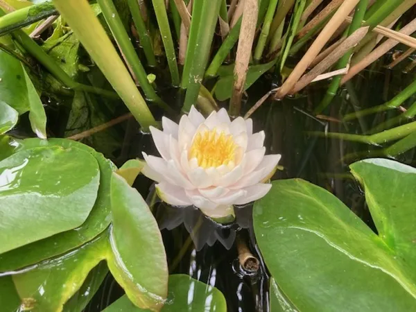 Visite découverte du jardin de La Belle Étoile