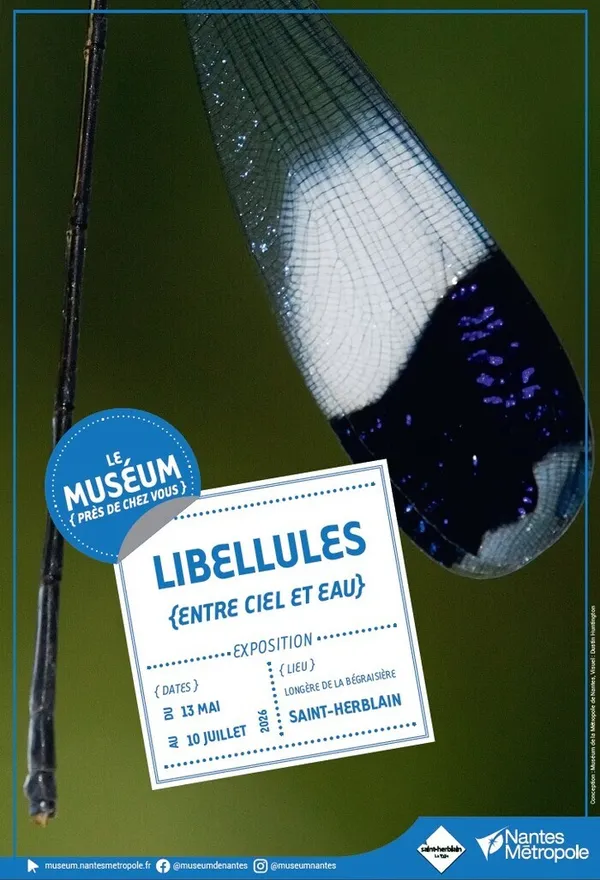 Exposition Libellules à Saint-Herblain