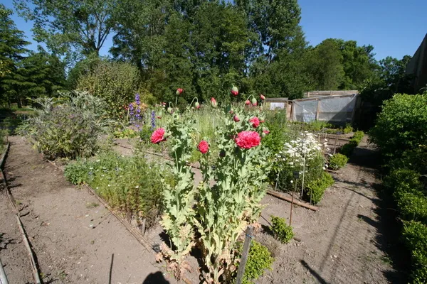 Visite découverte du jardin botanique médiéval
