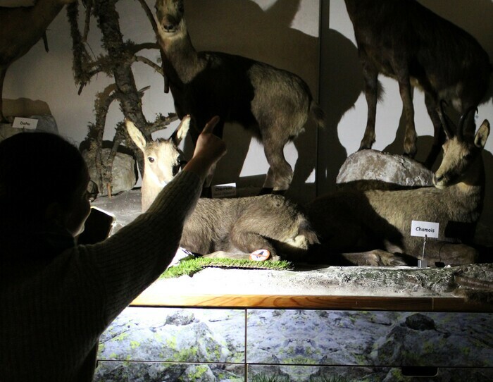 Visite à la lampe torche des animaux des montagnes
