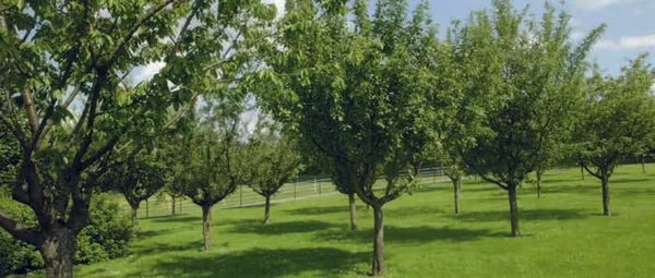 Le verger du parc d'Isle