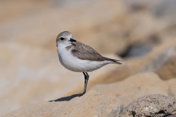 Blainville-sur-Mer/50 : sortie nature
