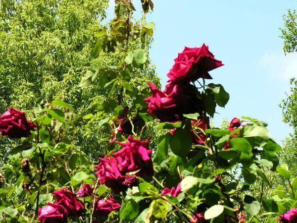 Visite guidée du jardin