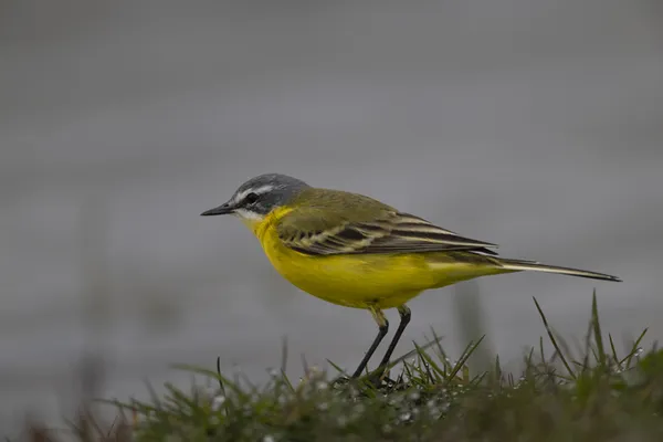 CARENTAN-LES-MARAIS/50 Oiseaux nicheurs de la réserve naturelle de la Taute
