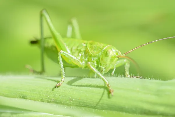 Insectes de tout poil