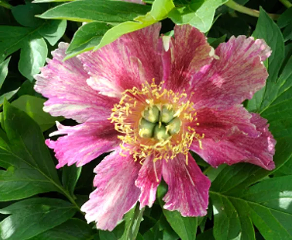 Plongée macroscopique au cœur des fleurs