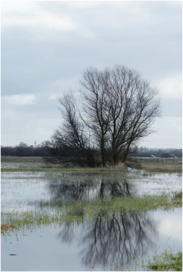 Réserve des marais de la Taute/50 : Stage de baguage