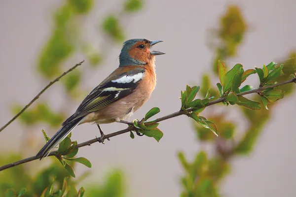 À la découverte des oiseaux des jardins de Fontenay-le-Comte