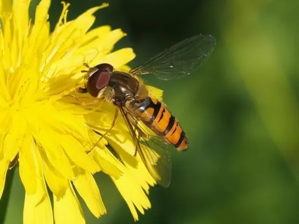 COMPLET | Les pollinisateurs