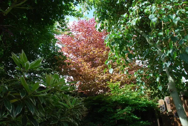 Visite libre du jardin d'Absinthe