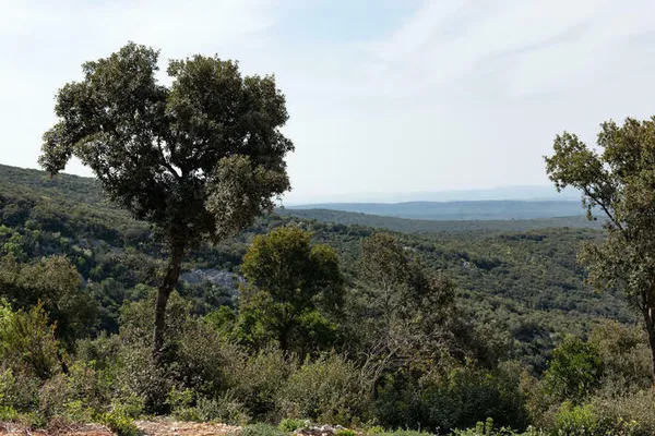 Je m'appelle forêt
