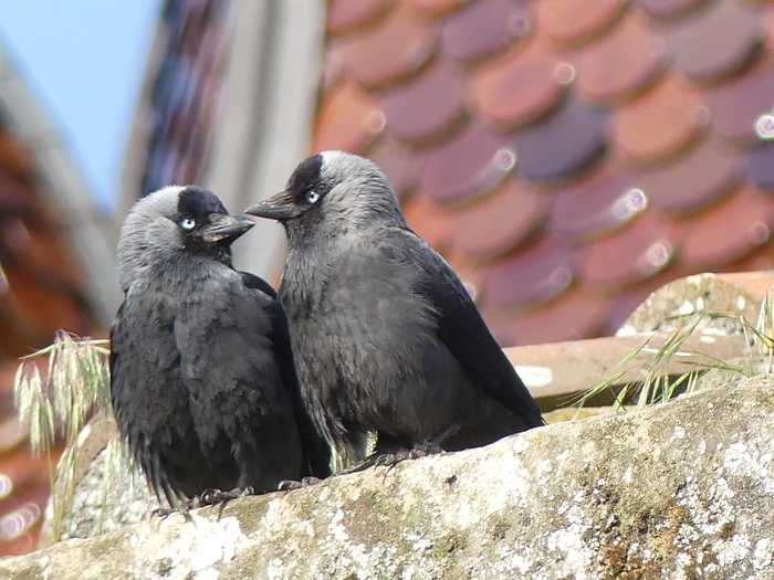 Découverte de la biodiversité : faune et flore sur les sentiers du Bourg.