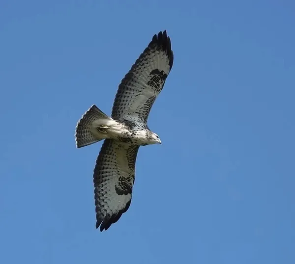 Oiseaux migrateurs: comment font-ils pour trouver leur chemin ?