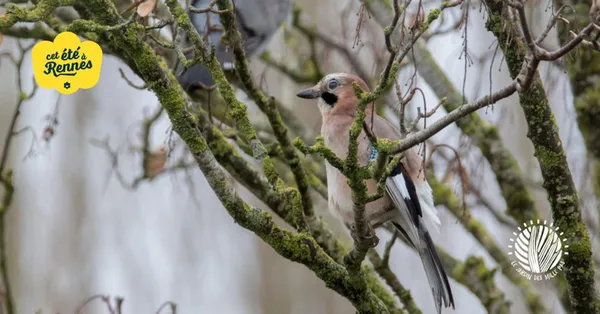 Oiseaux des parcs et jardins