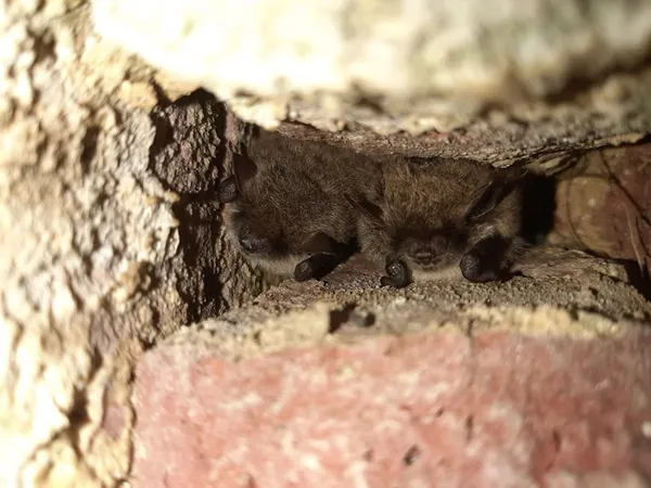 Nos petites protégées nocturnes : Les Chauves-souris
