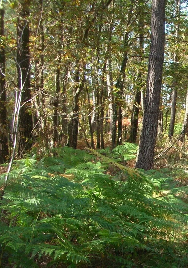 Balade nature à Leugny