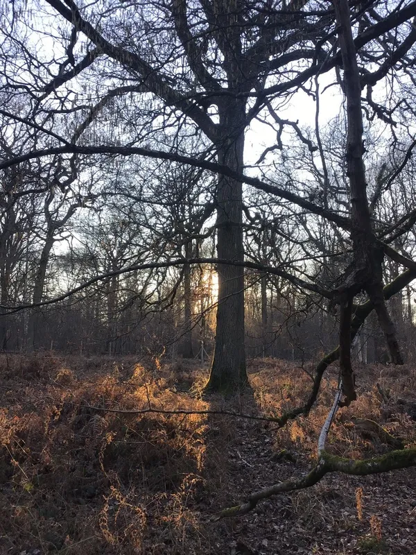Voyage au pays des arbres