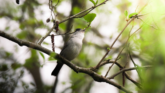 Balade naturaliste : "Edit(h)ons le chant des Piafs"