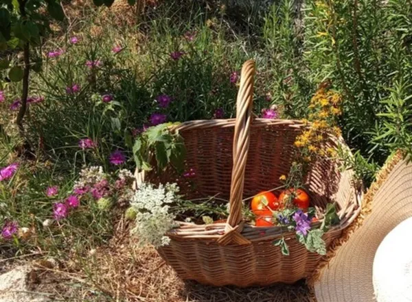 Atelier d'herboristerie : Tisane aromatique et épices naturelles
