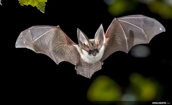 Balade nature : les chauves-souris