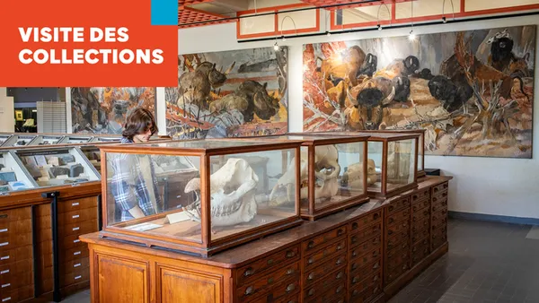 Midis des collections