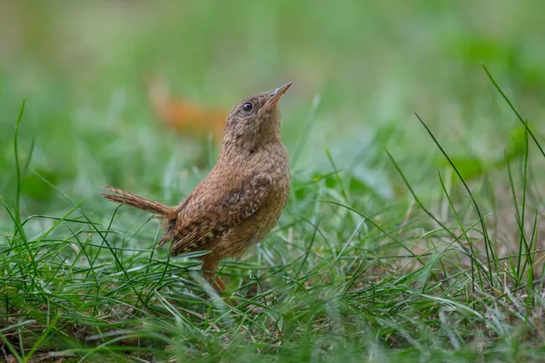 VIRE/14 : Les oiseaux de l'arboretum