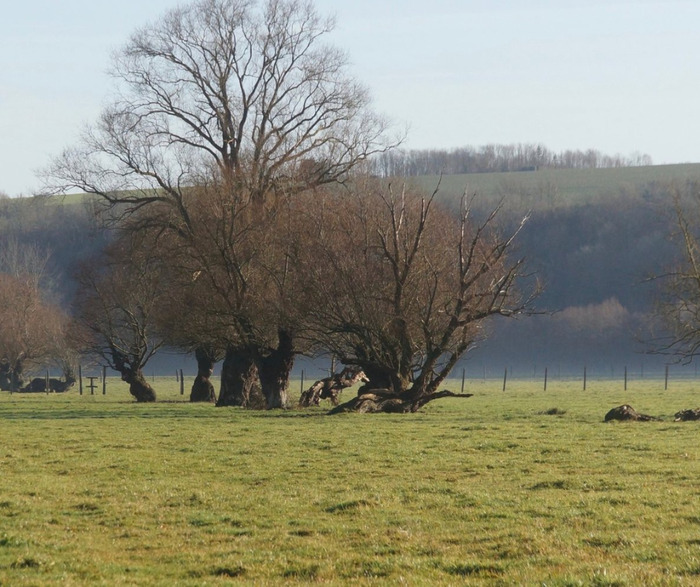 Ciné-débat « Les trognes, les arbres aux mille visages »